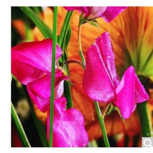 CRTOP/澄通睿视 CRTOP-P2  室内P2三合一全彩显示屏，销售单位：平方